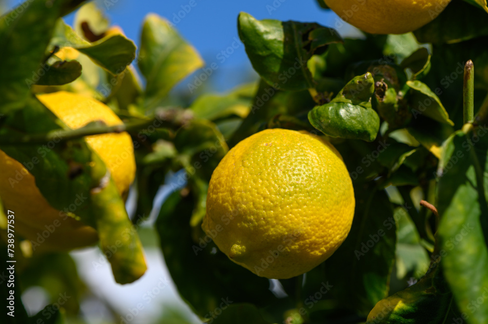 lemons ripen on branches in a garden in Cyprus in winter 6