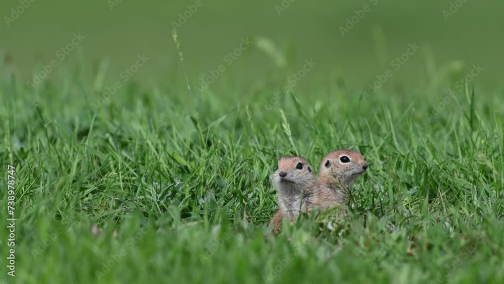 Baby squirrels watching the surroundings in the green grass. Anatolian Souslik-Ground Squirrel, Spermophilus xanthoprymnus Baby squirrels watching the surroundings in the green grass. Anatolian Souslik-Ground Squirrel, Spermophilus xanthoprymnus
