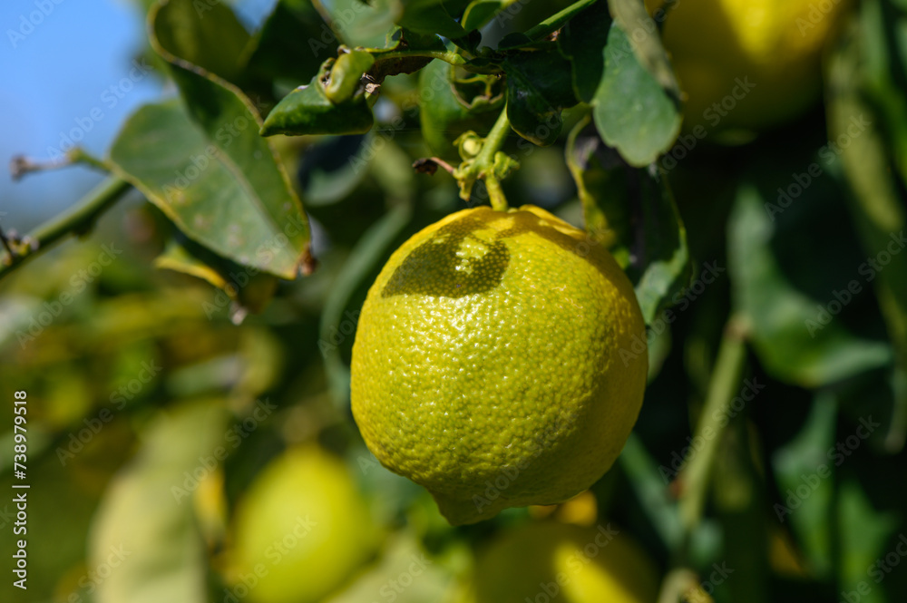 lemons ripen on branches in a garden in Cyprus in winter 1