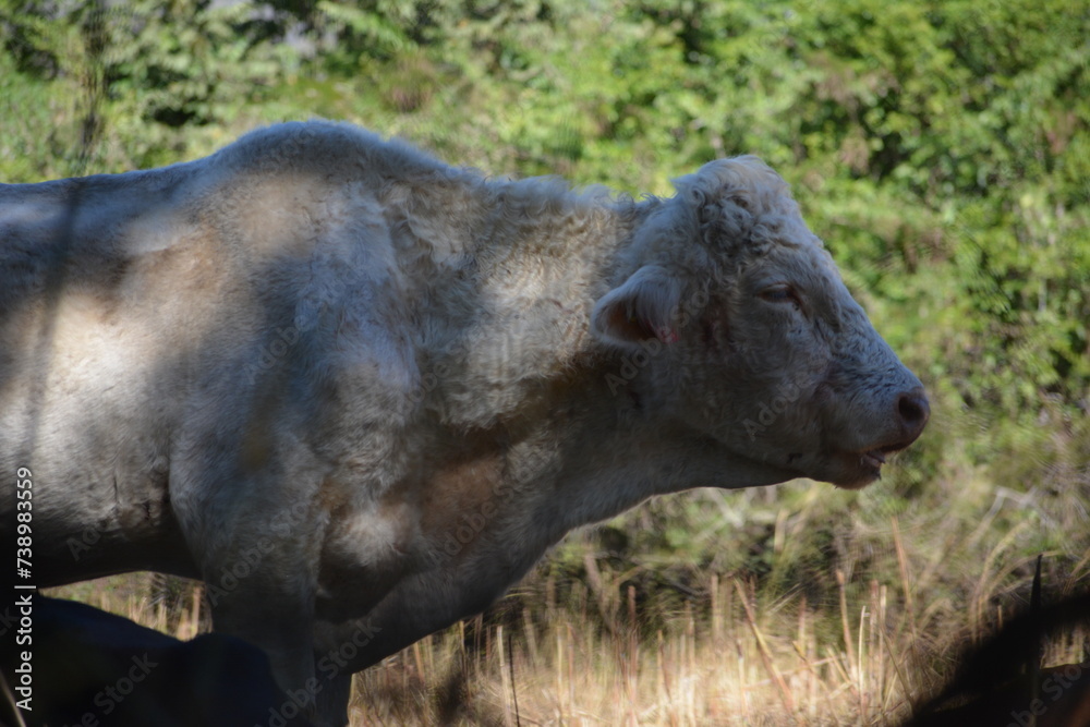 Fototapeta premium Vaca