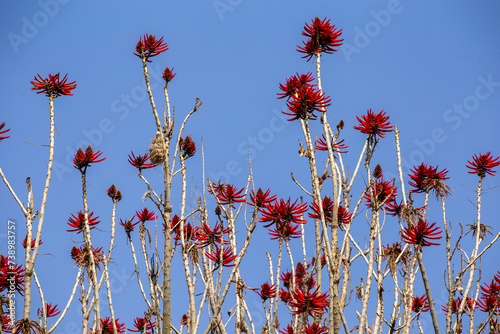 Flores del arbol de colorin, originaria de Mexico, vista desde la calle photo