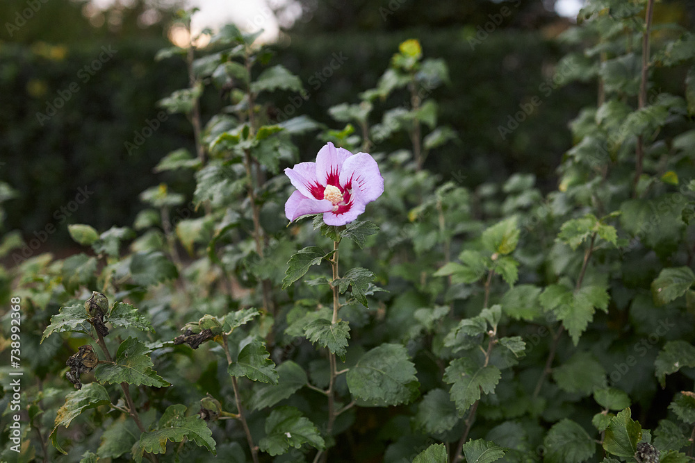 Hardy Hibiscus Flower. Pink flower surrounded by green leaves. Hardy Hibiscus Flower. Pink flower surrounded by green leaves.