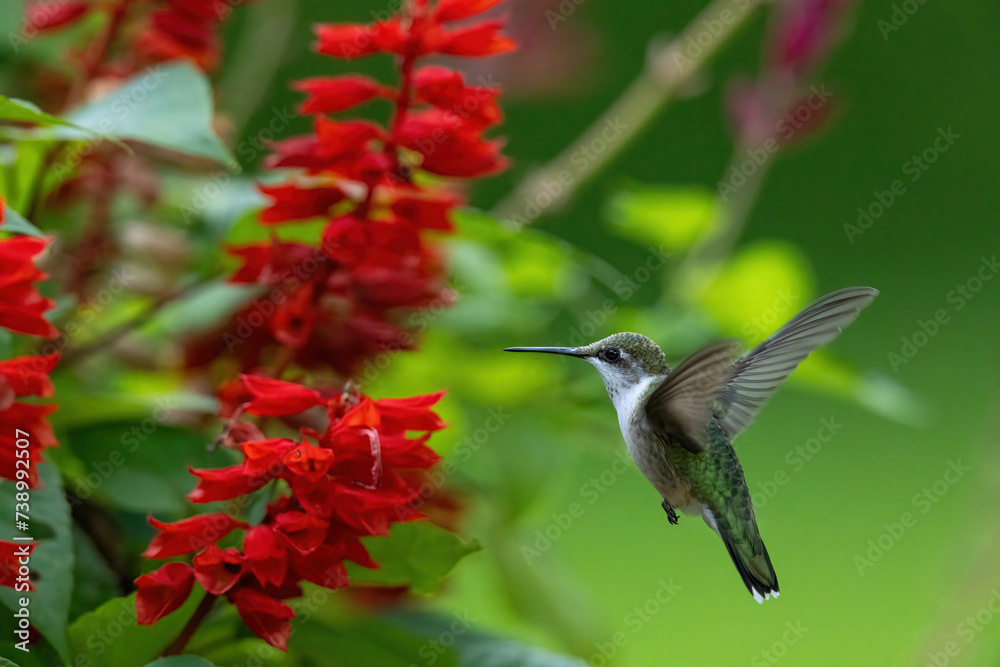 Fototapeta premium hummingbird in flight feeding on flower in lush vegetation in summer.
