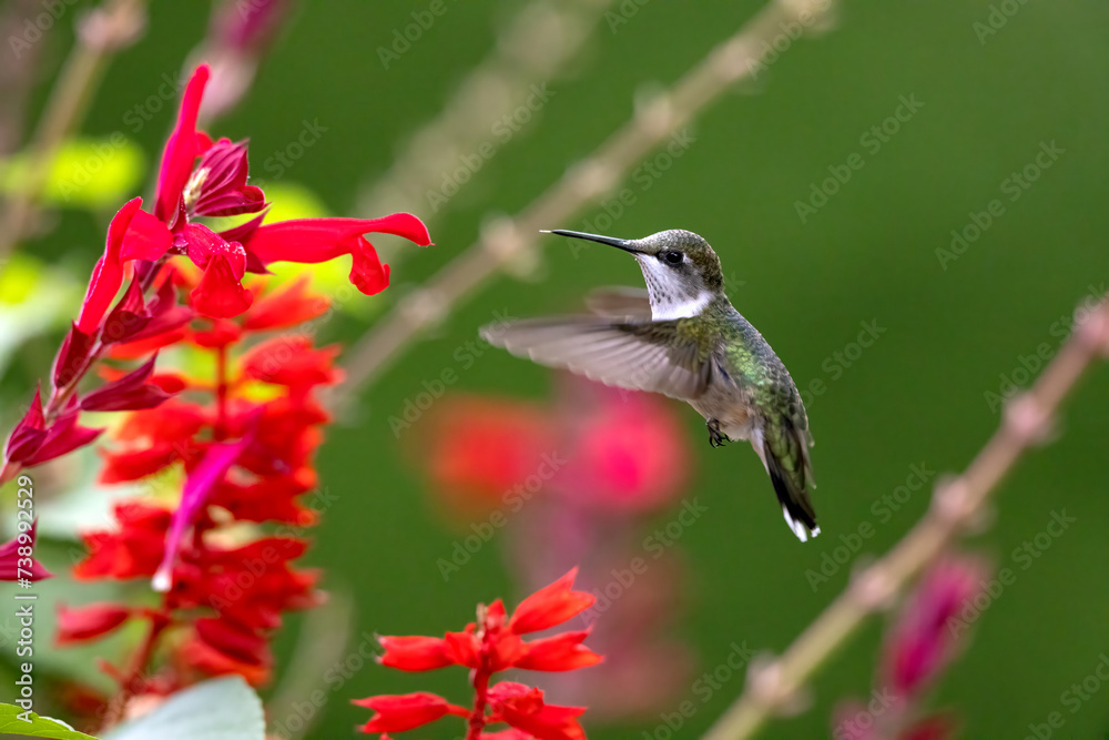 Fototapeta premium hummingbird feeding on a flower against green blurry background in summer.