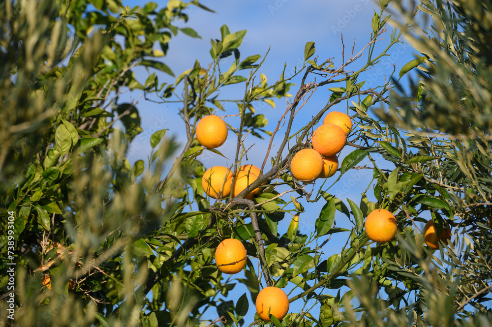juicy lemons on branches in a garden in Cyprus in winter 8 juicy lemons on branches in a garden in Cyprus in winter 8