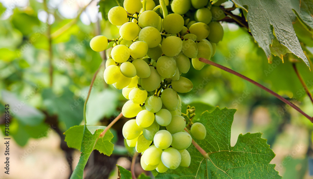 closeup of ripe Sauvignon Blanc grapes hanging on vine in vineyard at harvest time closeup of ripe Sauvignon Blanc grapes hanging on vine in vineyard at harvest time