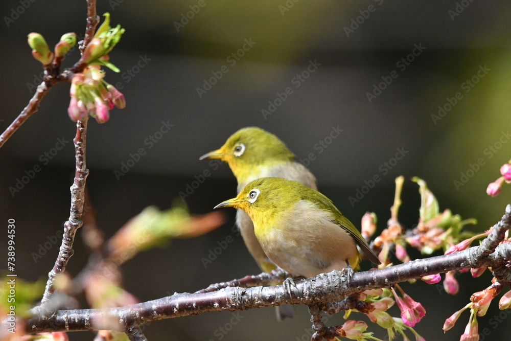 メジロと河津桜