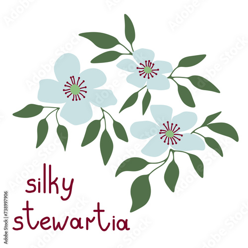 Stewartia white flowers photo