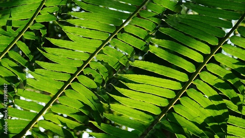Green fern leaves close-up. Natural background of green fern leaves.