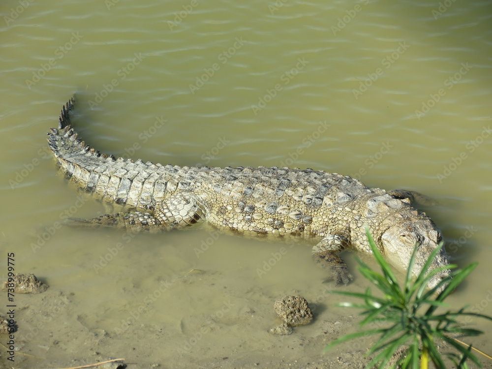 Obraz premium alligator resting in the swamp