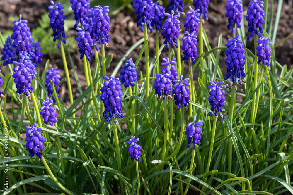 Grape hyacinths in bloom. Hyacinthus muscari. Armenian grape hyacinth (Muscari armeniacum). Grape hyacinths in bloom. Hyacinthus muscari. Armenian grape hyacinth (Muscari armeniacum).