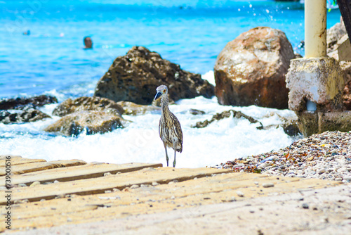 Yellow-crowned Night Heron Juvenile (Nyctanassa violacea) photo