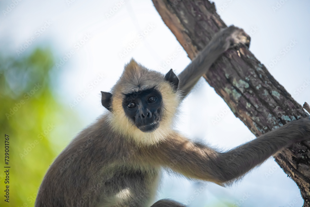 black faced grey langur monkey in Yala National Park, Sri Lanka black faced grey langur monkey in Yala National Park, Sri Lanka