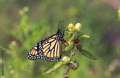 Monarch Butterfly side view on yellow flower © Sylvia