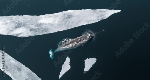 sea unicorn fish in arctic sea photo