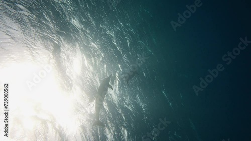 Underwater shot of wild dolphin big pod in amazing light. Aquatic marine animals in natural habitat. Miracle shot of friendly bottlenose. Wildlife nature. Common Dolphins playing in water of Red sea. photo