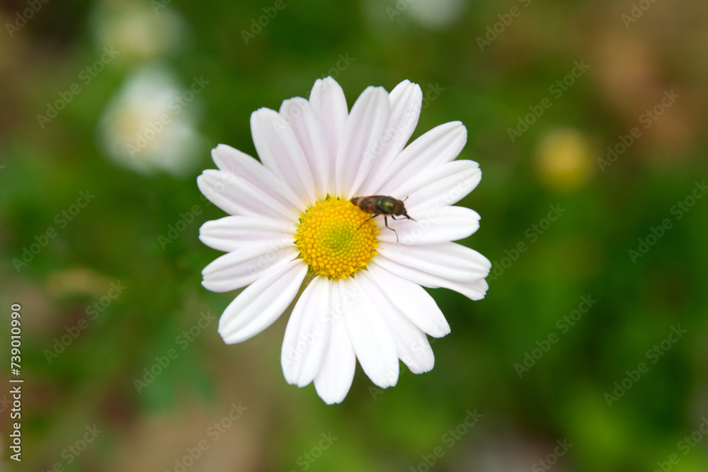 View of the chamomile flowers in the garden View of the chamomile flowers in the garden