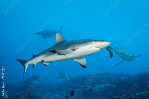 Reef grey shark, French Polynesia