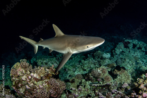 Reef grey shark, French Polynesia photo