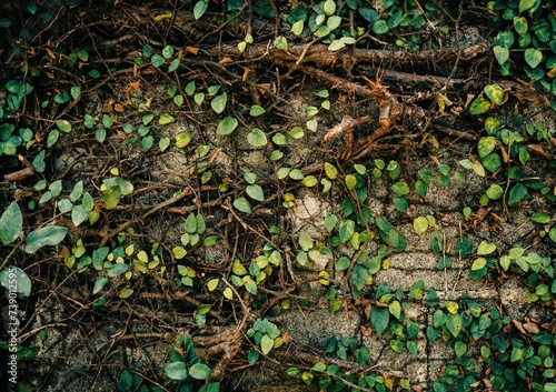 Foliage ivy background 