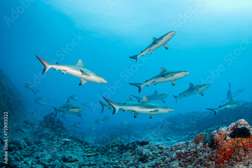 Reef grey shark, French Polynesia © Tropicalens