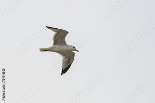 A Ring-Billed Gull displays the underside of its wings as it flies in an overcast sky.