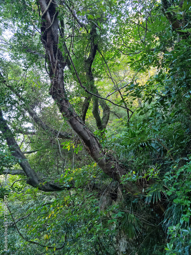 Fototapeta premium This is a forest landscape in Jeju Island with tree trunks.