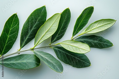 Generative AI : Two fresh olive branch leaves isolated on white background closeup