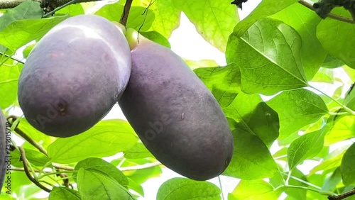Akebi fruit②