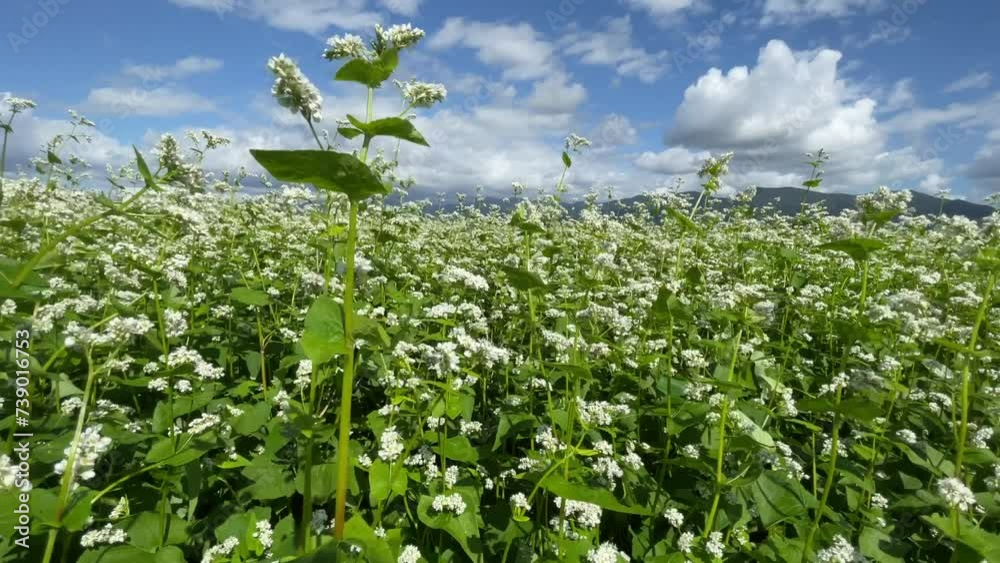 Japanese buckwheat flowers② Japanese buckwheat flowers②