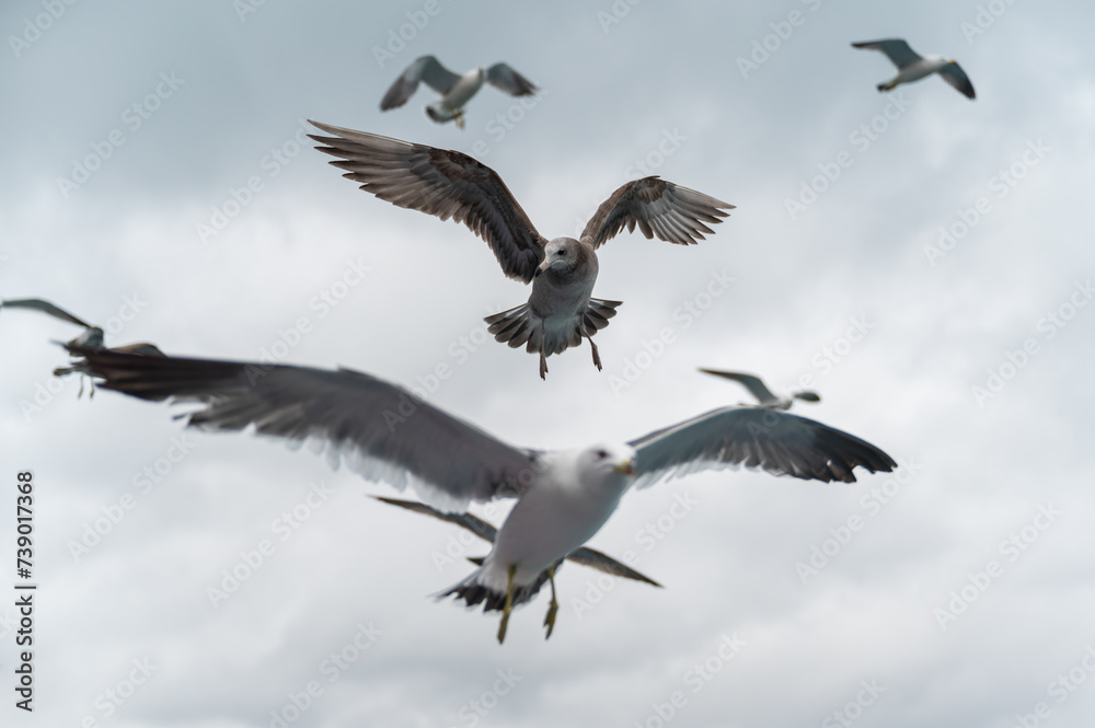 Seagulls spreading their wings in the air Seagulls spreading their wings in the air