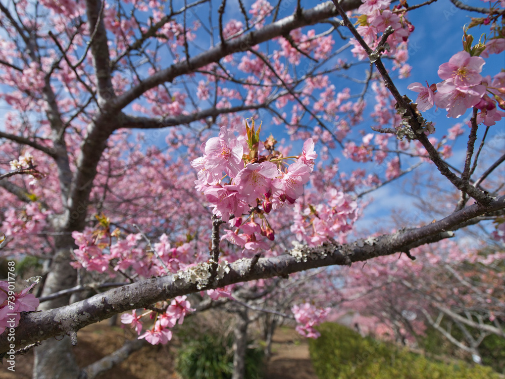 官軍塚の河津桜 官軍塚の河津桜
