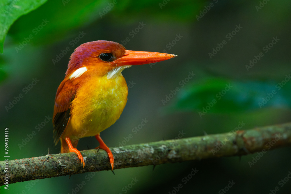 Obraz premium Rufous-backed kingfisher, ceyx rufidorsa, perching on a mossy tree branch searching for small animal to eat, natural bokeh background