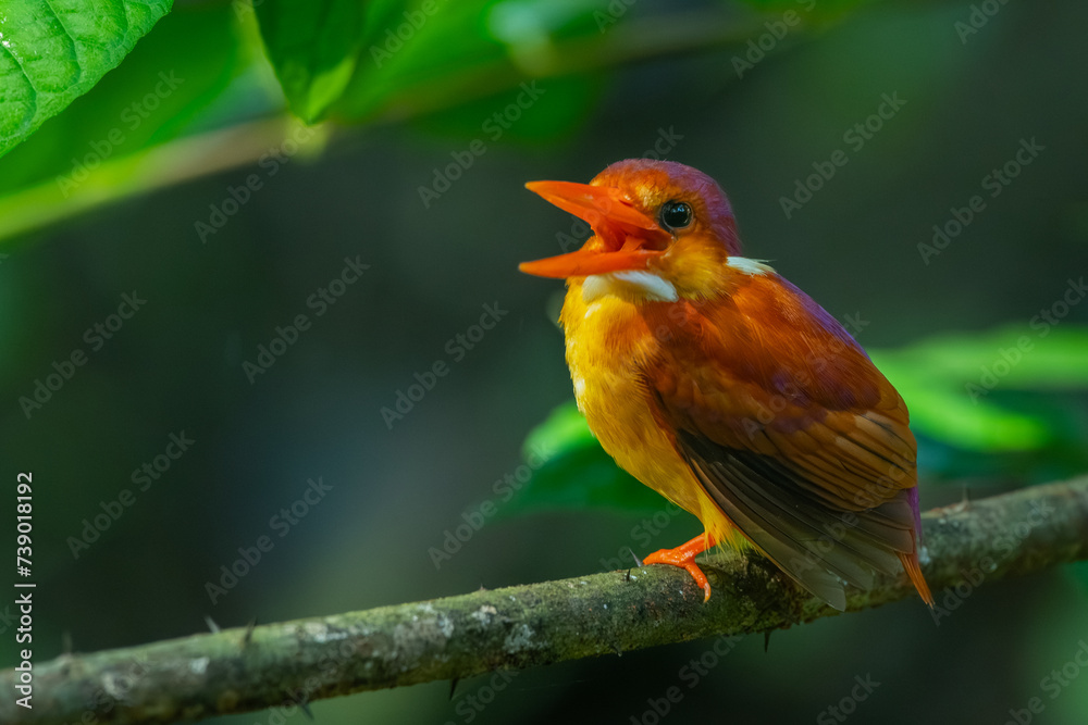 Rufous-backed kingfisher, ceyx rufidorsa, perching on a mossy tree branch searching for small animal to eat, natural bokeh background Rufous-backed kingfisher, ceyx rufidorsa, perching on a mossy tree branch searching for small animal to eat, natural bokeh background