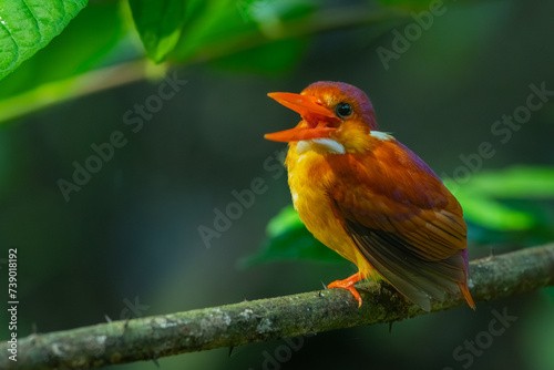 Rufous-backed kingfisher, ceyx rufidorsa, perching on a mossy tree branch searching for small animal to eat, natural bokeh background