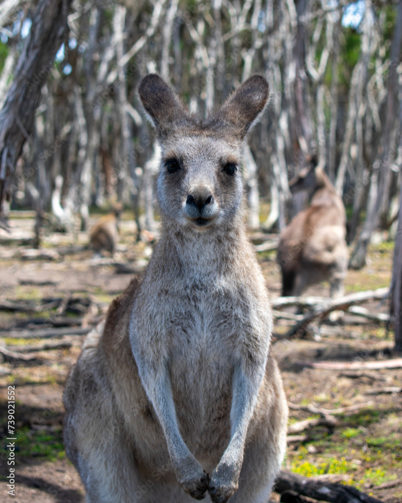 Frontal Retrait Kangaroo in Forest