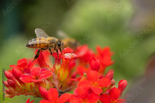 bee on flower