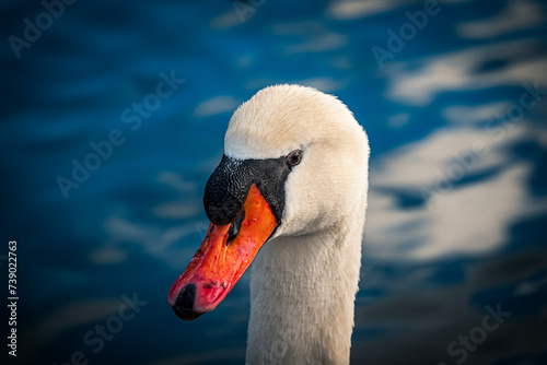 swan on the lake (ID: 739022763)