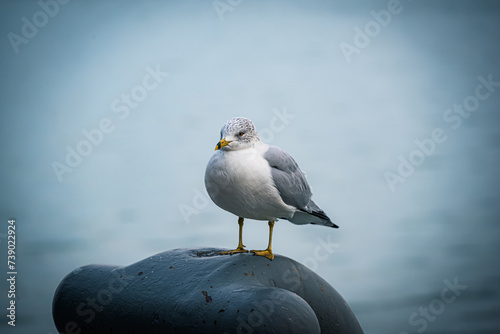Seagull (ID: 739022924)
