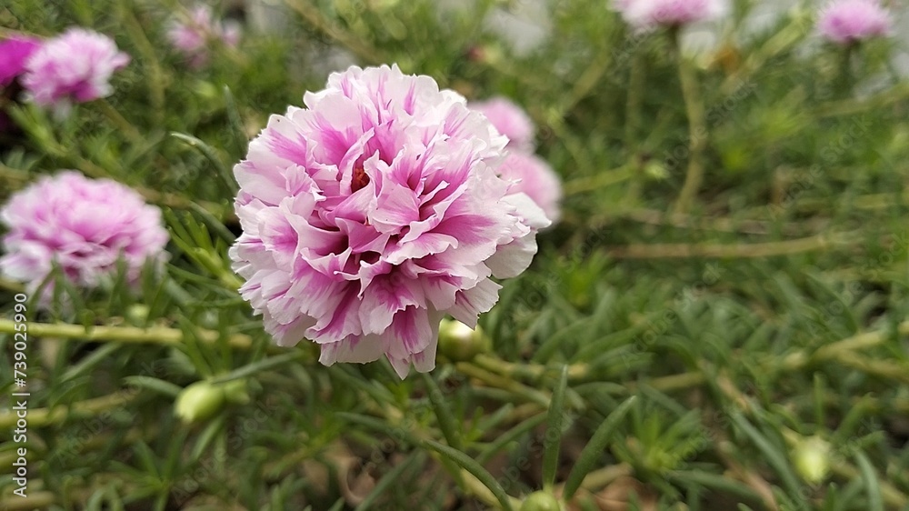 The Portulaca flower, also known as Moss rose, is a type of flowering plant that produces colorful blooms and thrives in sunny environments. The Portulaca flower, also known as Moss rose, is a type of flowering plant that produces colorful blooms and thrives in sunny environments.