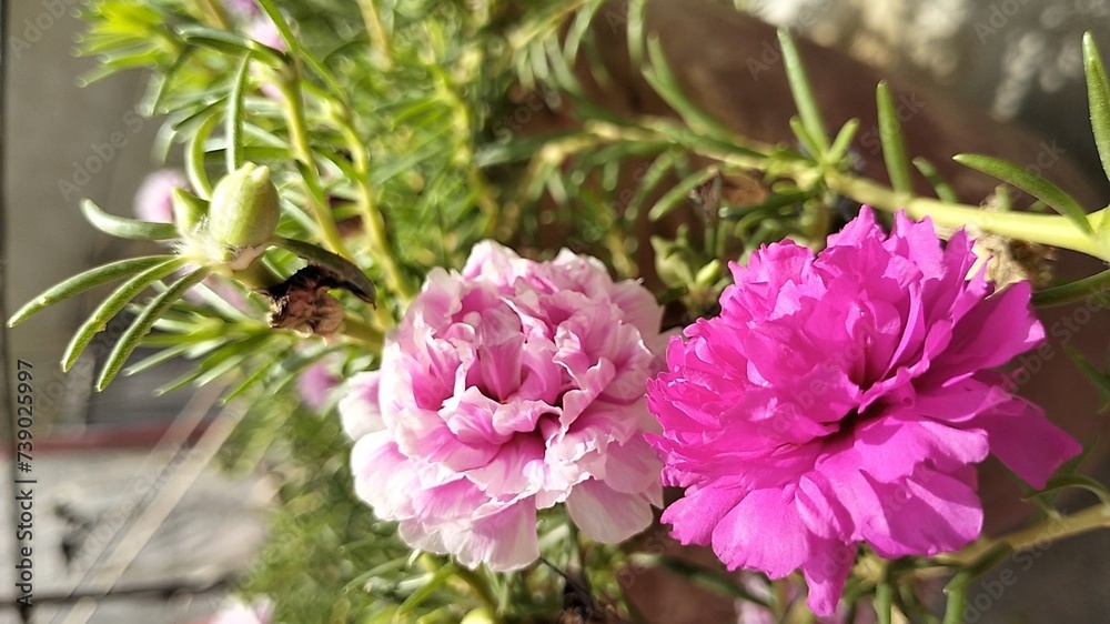 The Portulaca flower, also known as the Moss rose, is a type of flowering plant that produces colorful blooms and thrives in sunny environments. The Portulaca flower, also known as the Moss rose, is a type of flowering plant that produces colorful blooms and thrives in sunny environments.