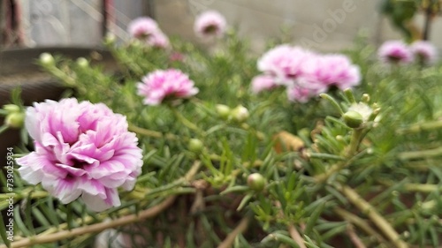 The Portulaca flower, also known as the Moss rose, is a type of flowering plant that produces colorful blooms and thrives in sunny environments.