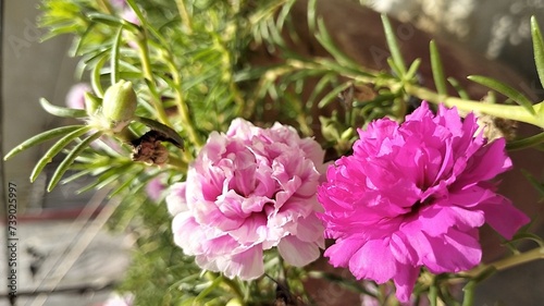 The Portulaca flower, also known as the Moss rose, is a type of flowering plant that produces colorful blooms and thrives in sunny environments.