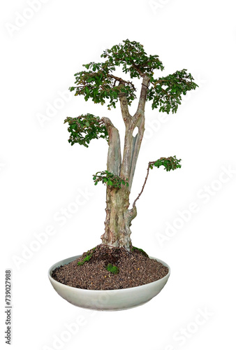 Phyllodium pulchellum in ceramic pots used to create bonsai.