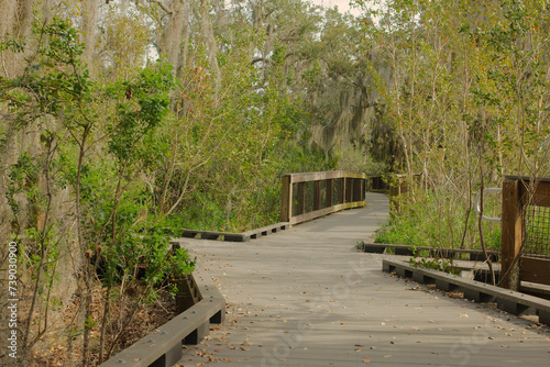 Boca Ciega Millennium Park flat wood boardwalk in Seminole, Florida. Trees on sides and green tress and bushes on sides. Leading lines into the woods. No people horizontal view. Late afternoon.

