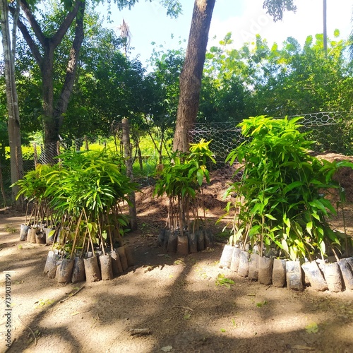 If you want small mango trees to plant  I have them