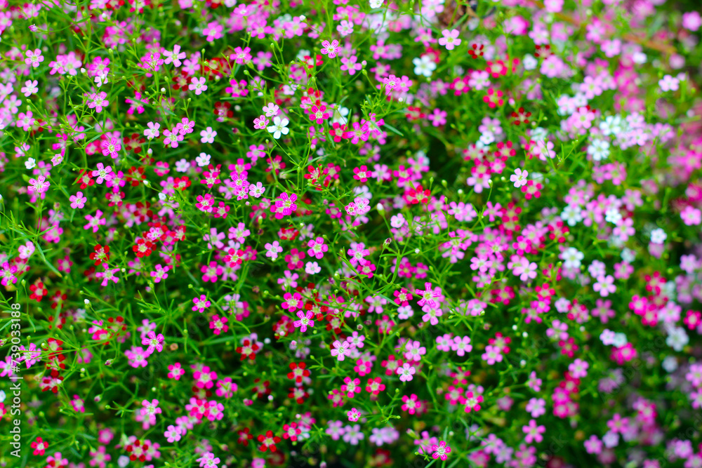 Gypsophila pink flowers. Tiny beautiful flower