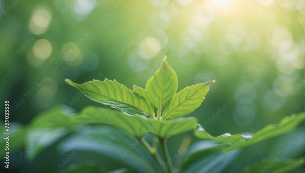 green leaves with dew drops on bokeh background, natural background. green leaves with dew drops on bokeh background, natural background.