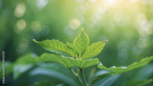 green leaves with dew drops on bokeh background, natural background.