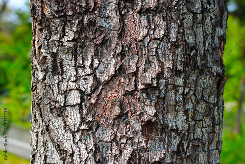 Tree bark texture for natural background photo